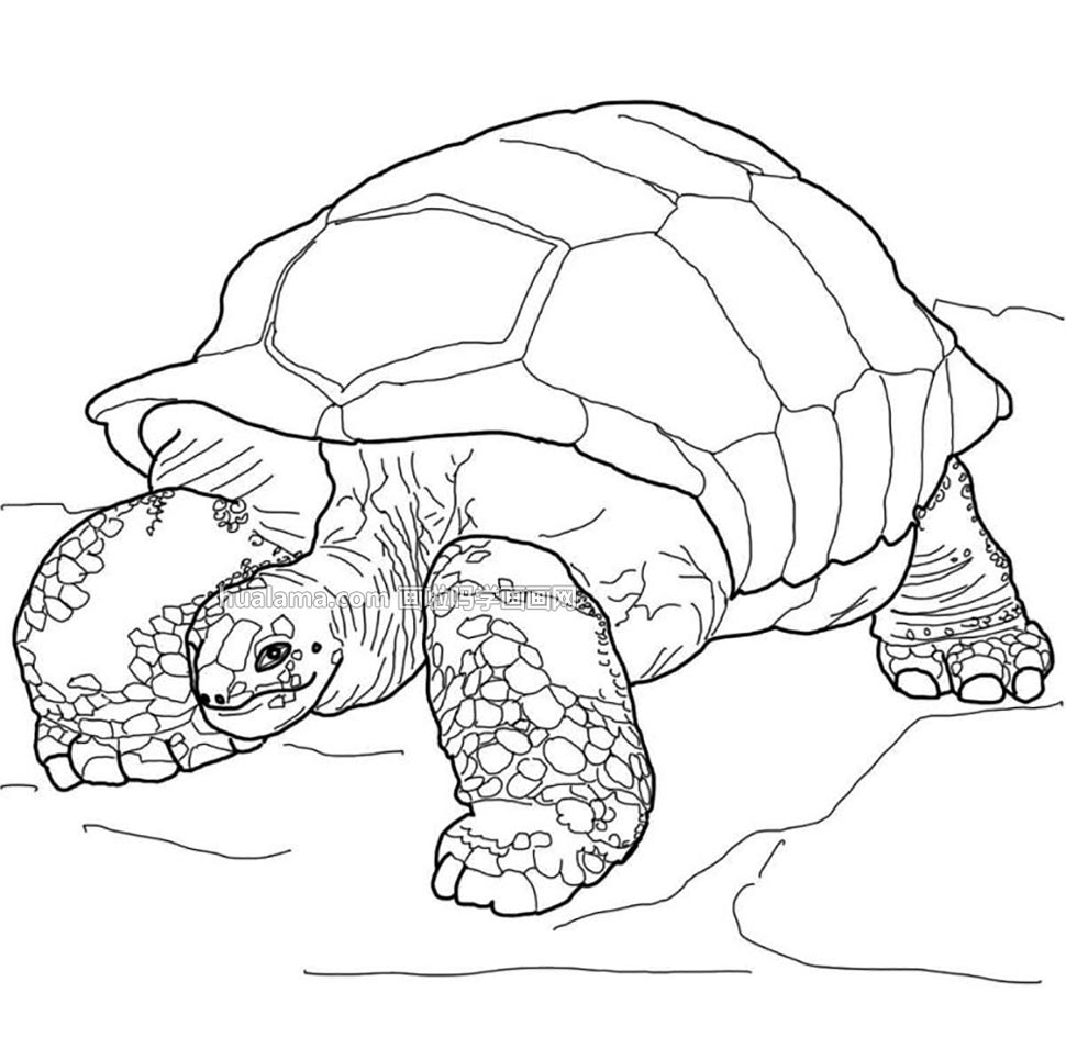 一只大大的千年海龟简笔画图片