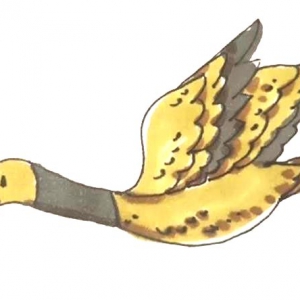 ʻ̳ ô