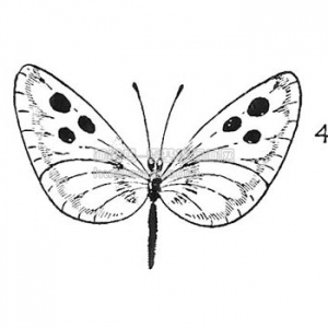 λbutterfly()
