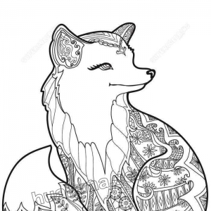  Fox ʻͼƬ