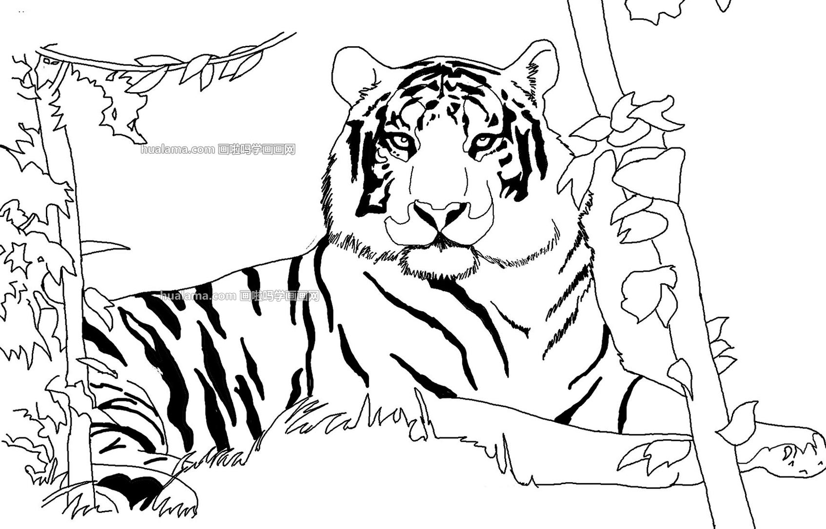 老虎怎么画出名图片