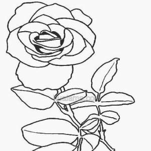 Ļٻʻ ǵ𻭱ʽѧϰŶ