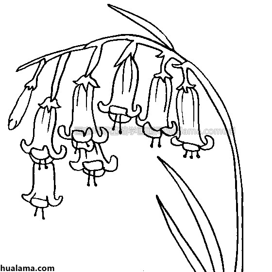 蓝风铃花简笔画图片