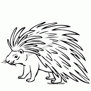  ⬼ʻͼƬ Porcupineʻ
