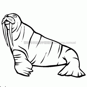 Walrus ʻͼƬ